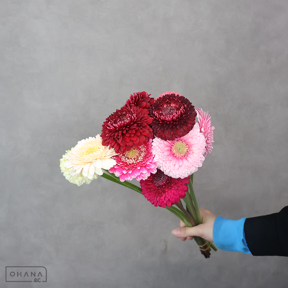 ガーベラ　ポンポン　カラフルＭＩＸ②　優 30cm