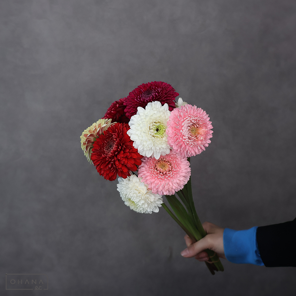 ガーベラ　ポンポン　カラフルＭＩＸ④　優 30cm