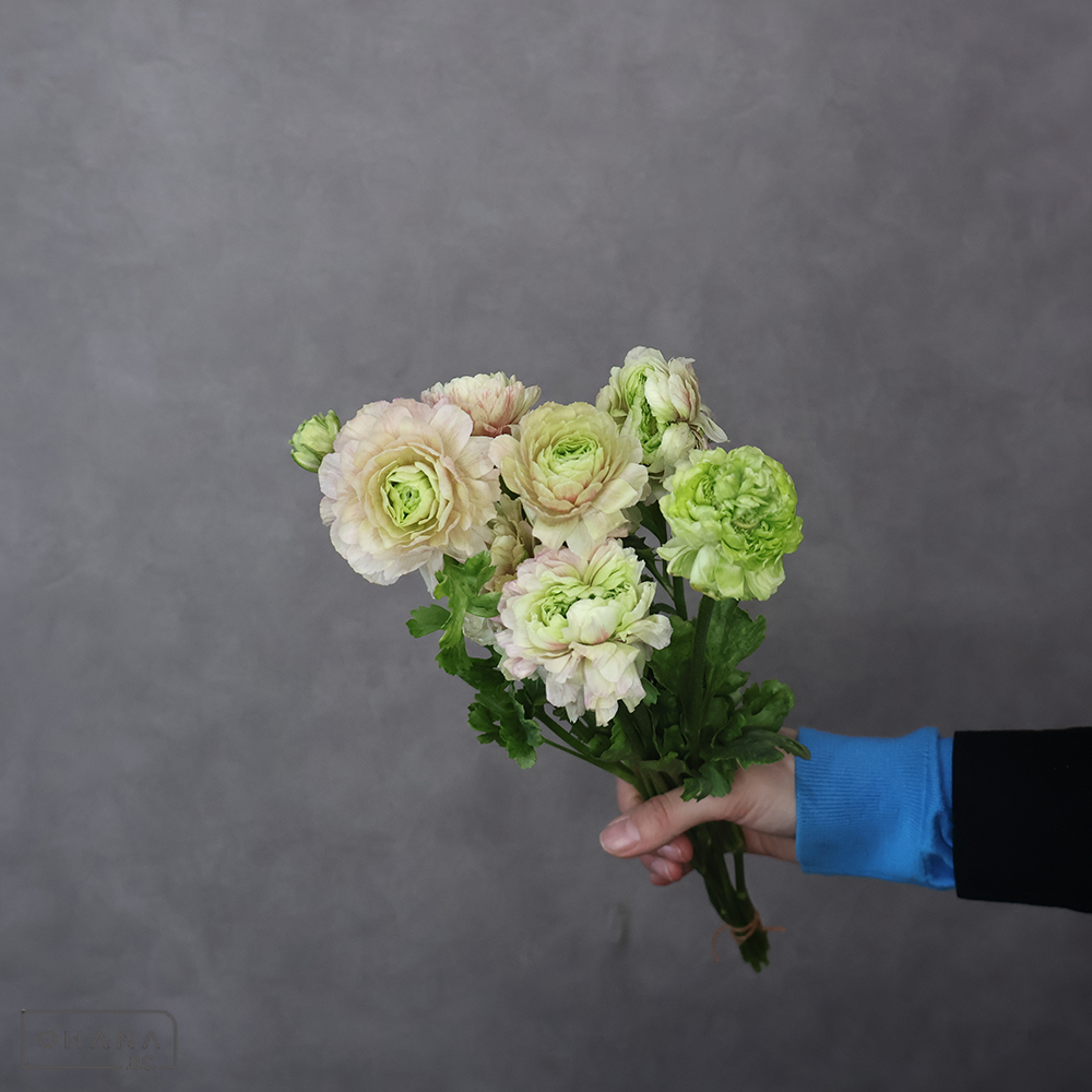 ラナンキュラス緑　フレジス　M