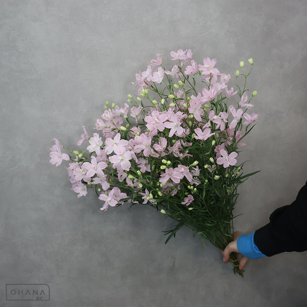 デルフィシネンシスピンク　ＳＰスーパーハッピーピンク　A 60cm