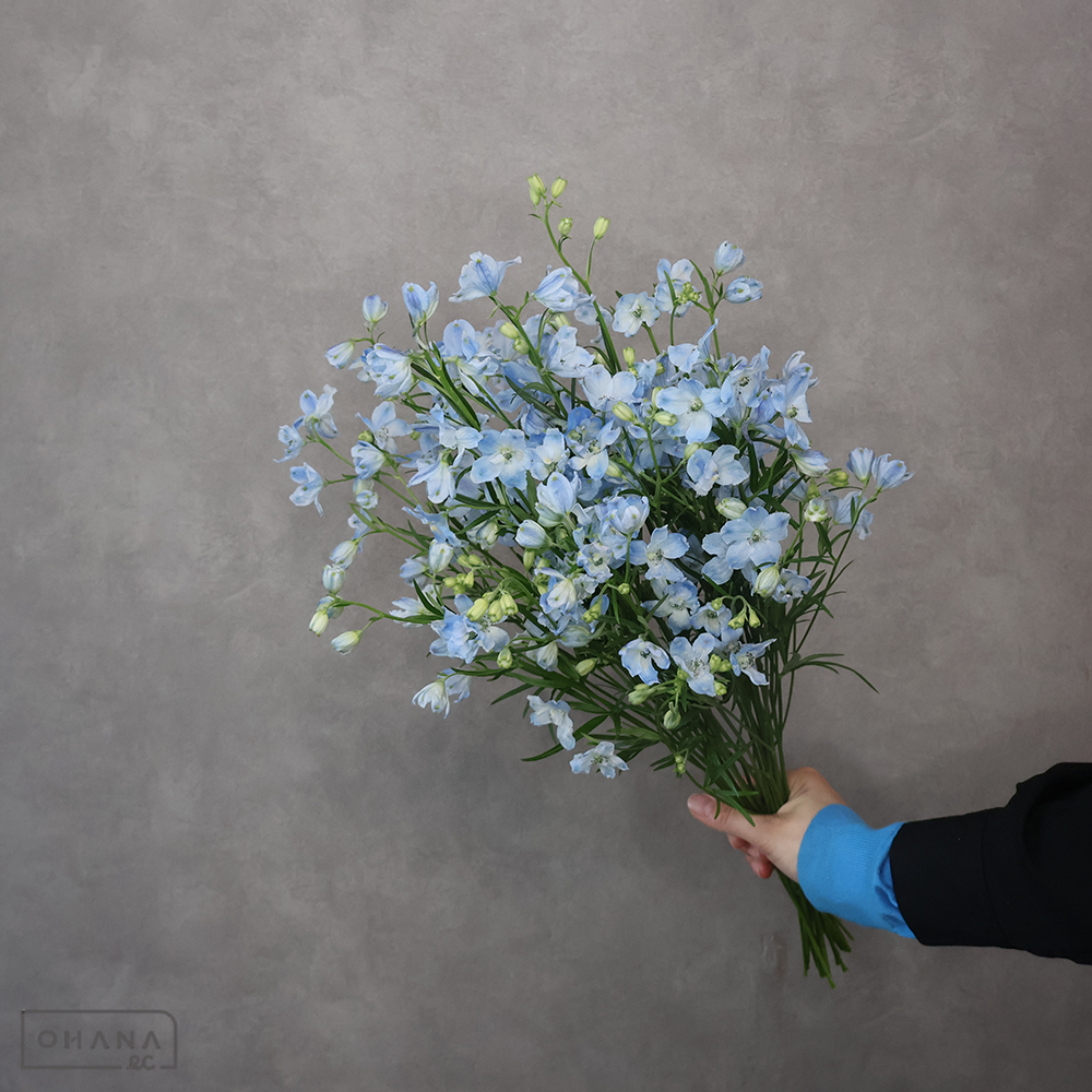 デルフィシネンシス青　スーパープラチナブルー　秀 40cm 枝  ※25本束