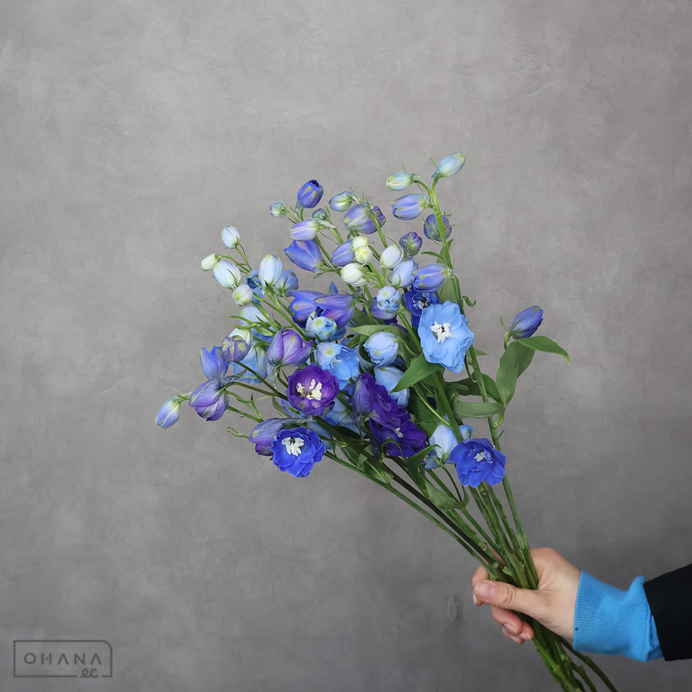 デルフィジャイアント MIX　秀 50cm