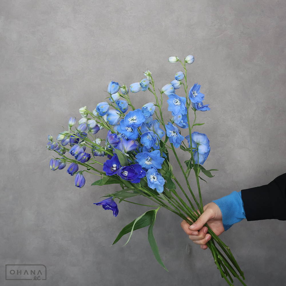 デルフィジャイアント MIX　優 50cm