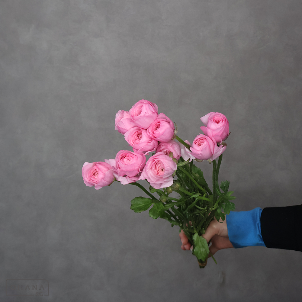 ラナンキュラス ピンク　秀 40cm