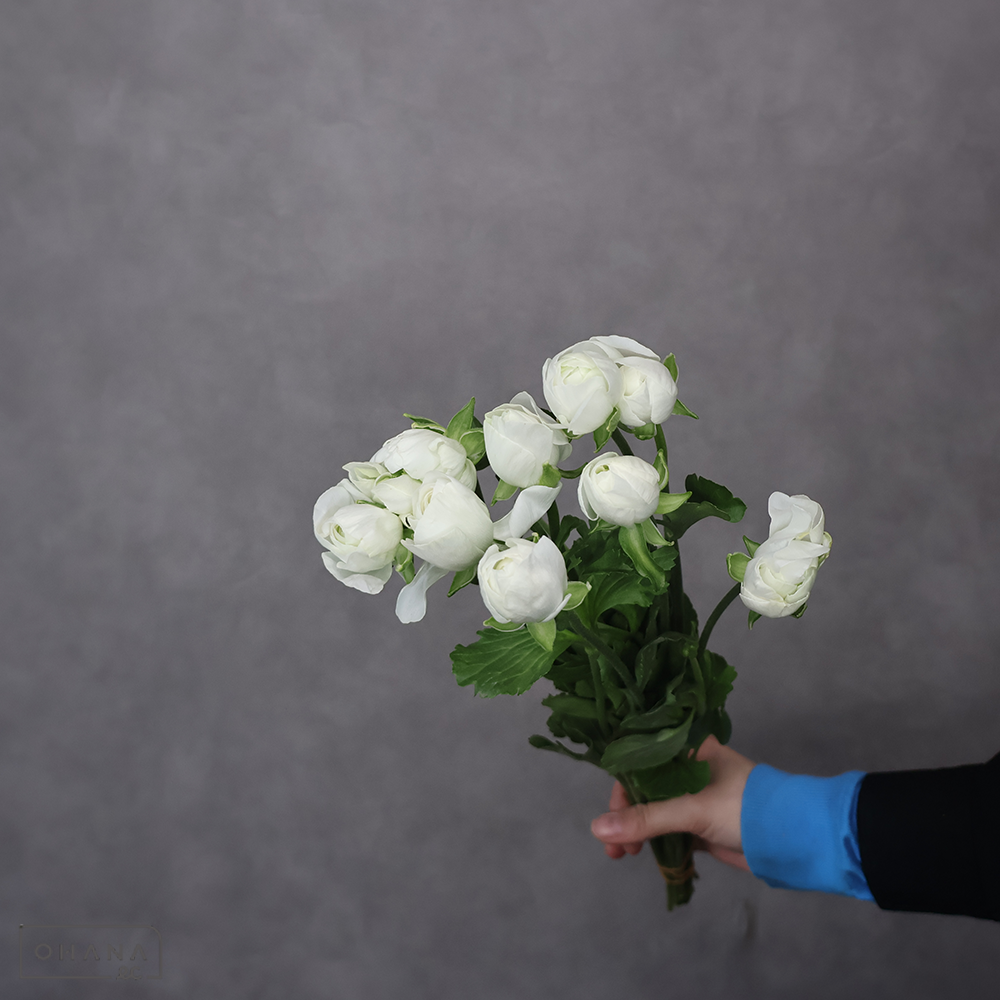 ラナンキュラス ホワイト　秀 40cm