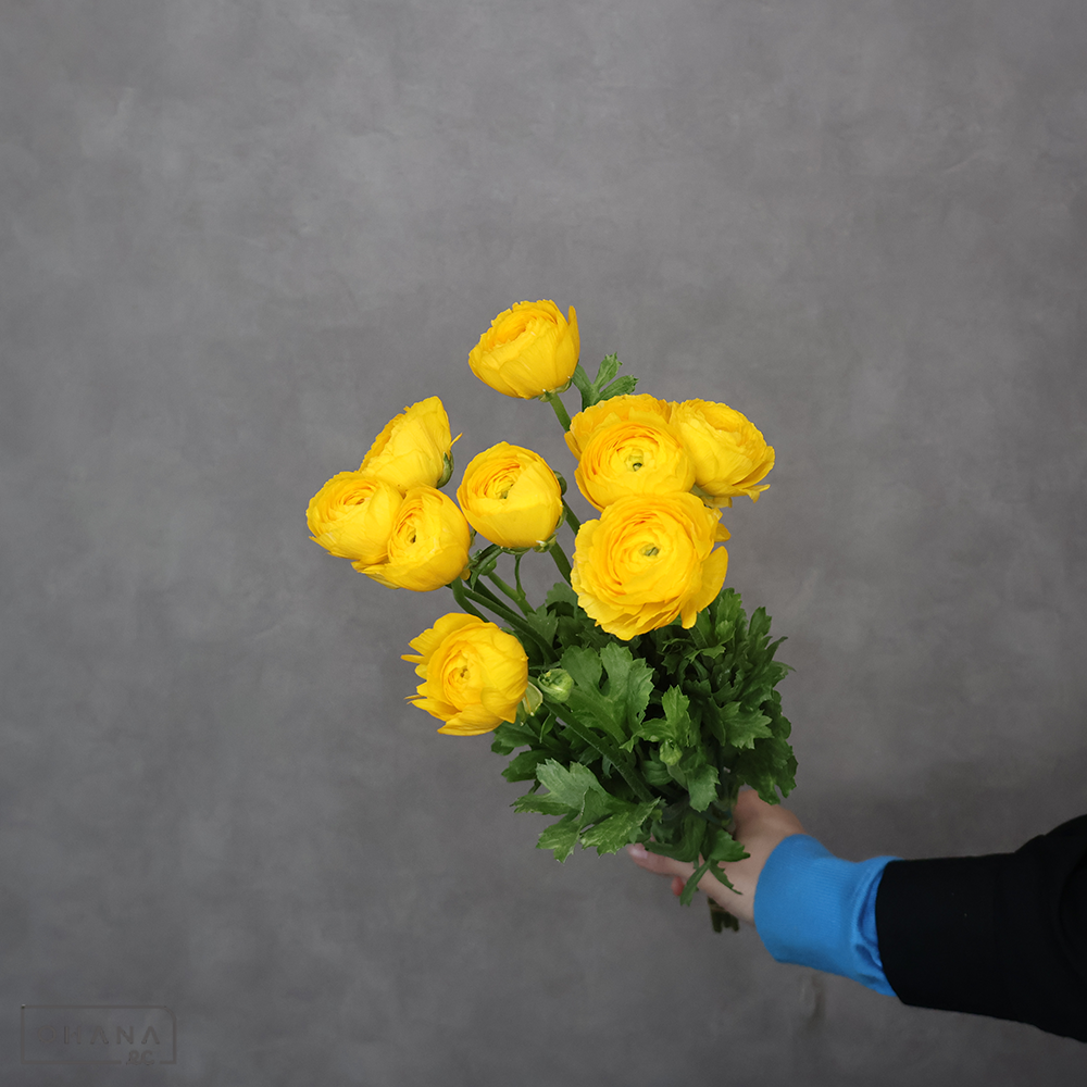 ラナンキュラス イエロー　秀 40cm