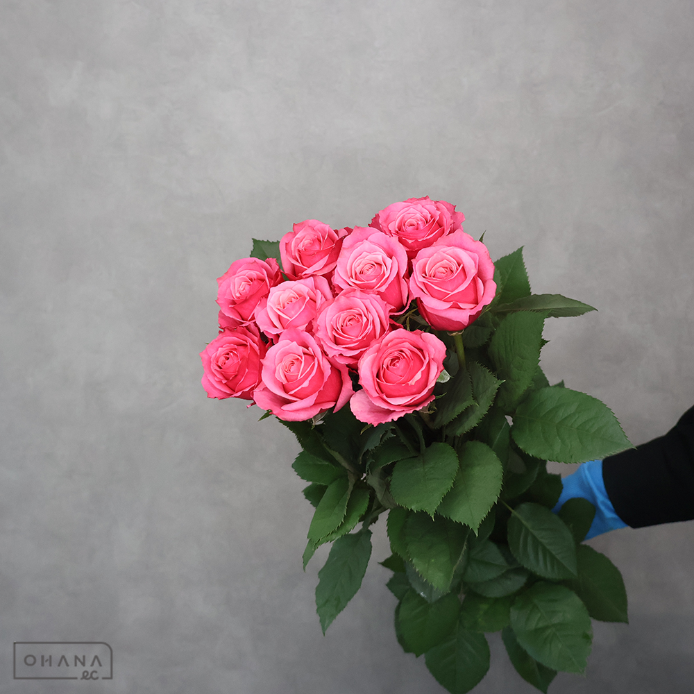 バラピンク　サインオブシンパシー　 50cm ※15本束