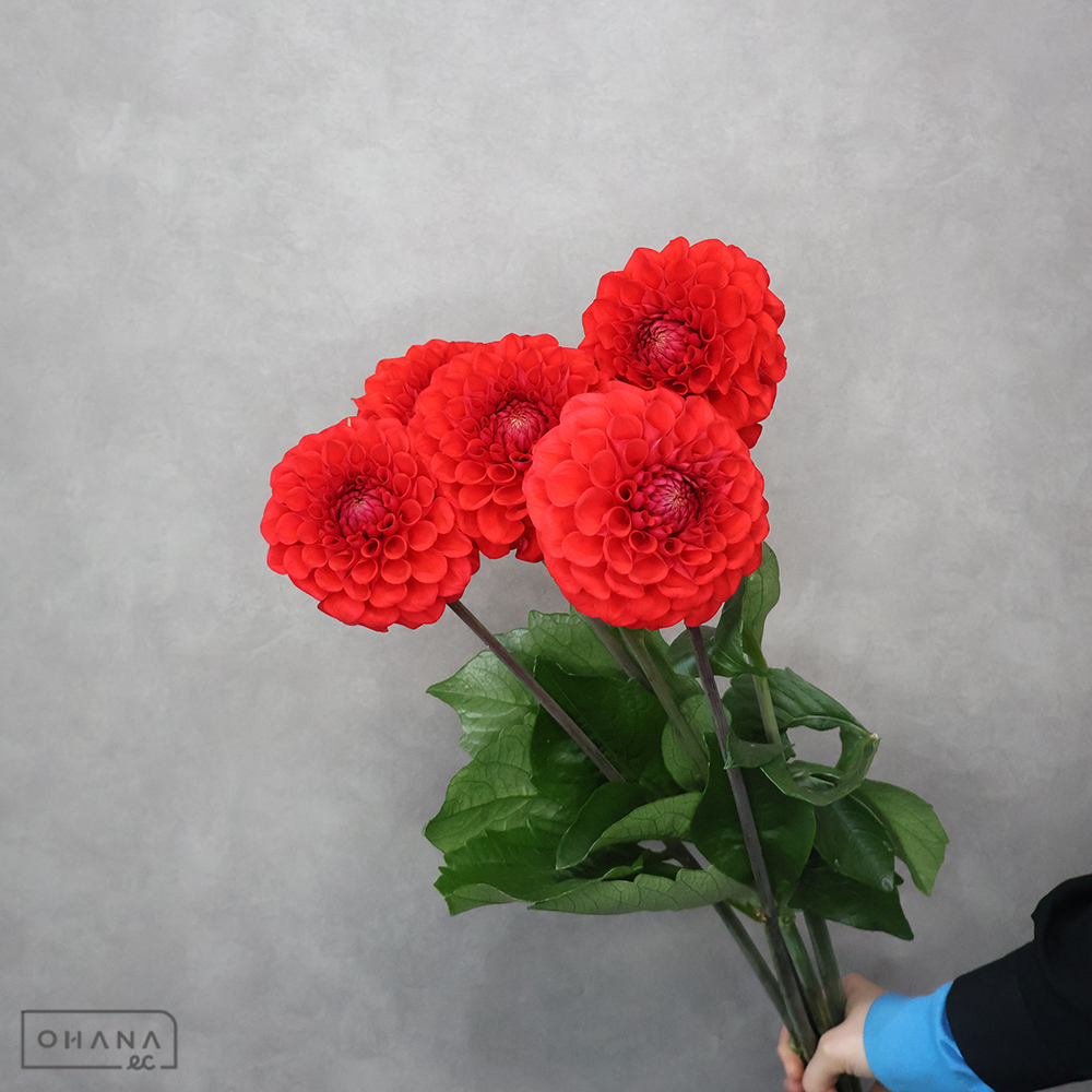 ダリア赤　朝日てまり　 70cm   ※5本束