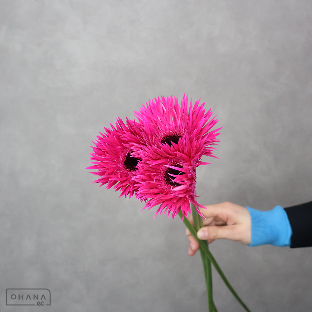 ガーベラ大輪　クイーンスパイダー②　秀2L