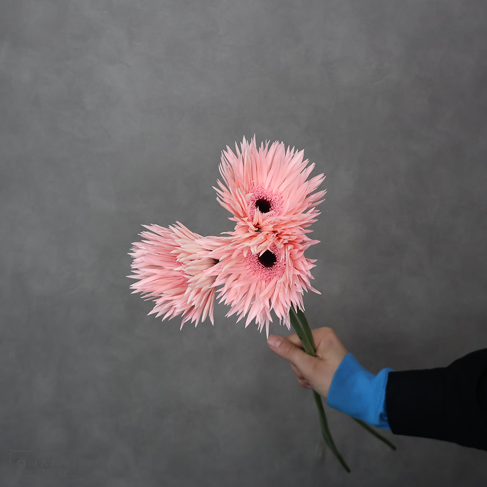 ガーベラ大輪　クイーンスパイダー④　秀2L