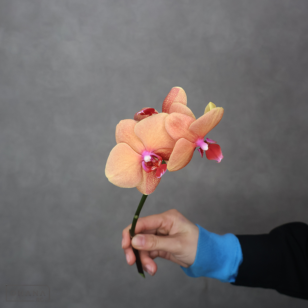 ミディコチョウラン サーフソング　