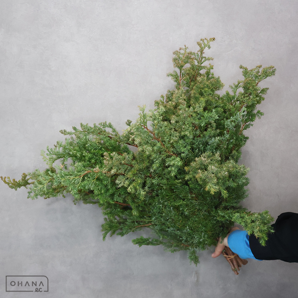 ヒムロスギ　50cm 　  ※変色部分あり