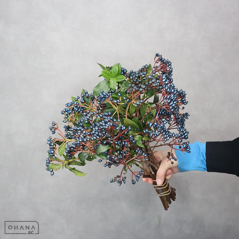 ビバーナム　ティナス　秀ｱﾚﾝｼﾞ