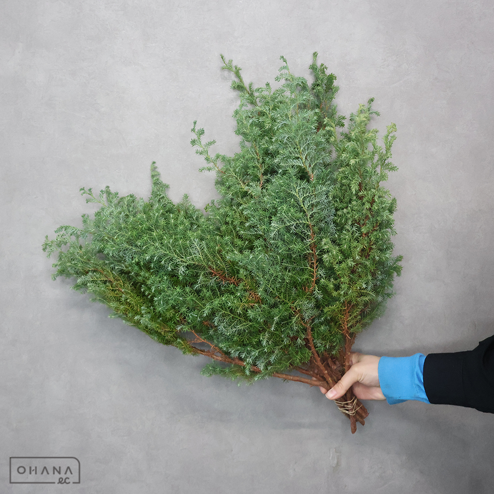 ヒムロスギ　秀50cm    ※変色部分あり