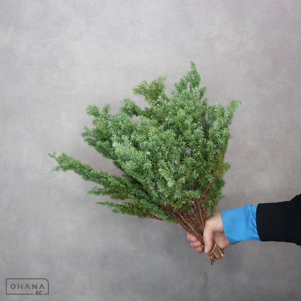 ヒムロスギ　40cm  ※変色部分あり