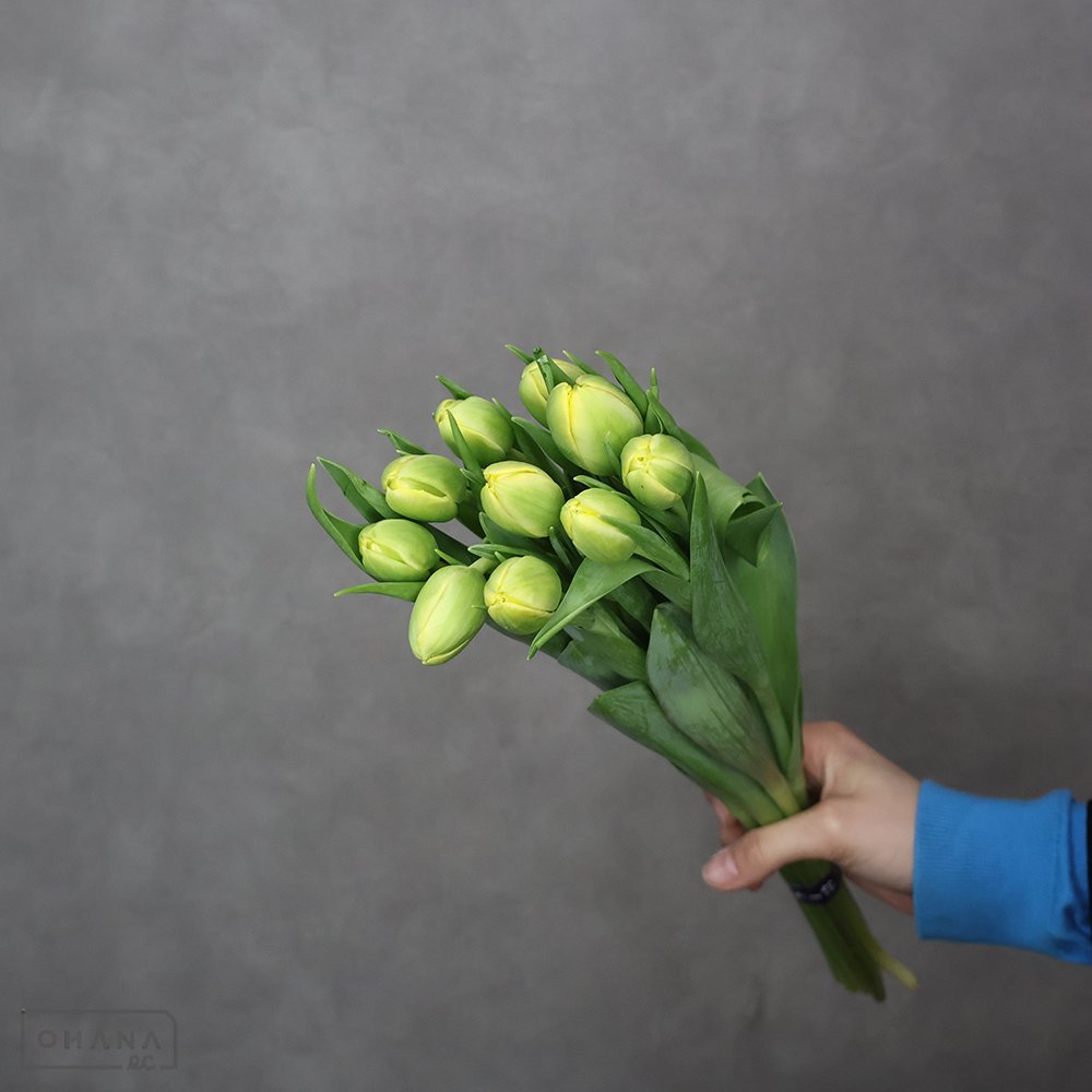 チューリップ ホームラン　優2L