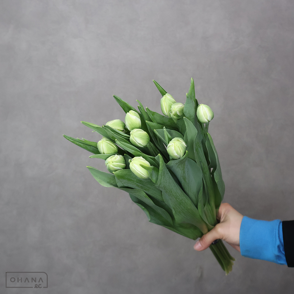 チューリップ ノースキャップ　2L