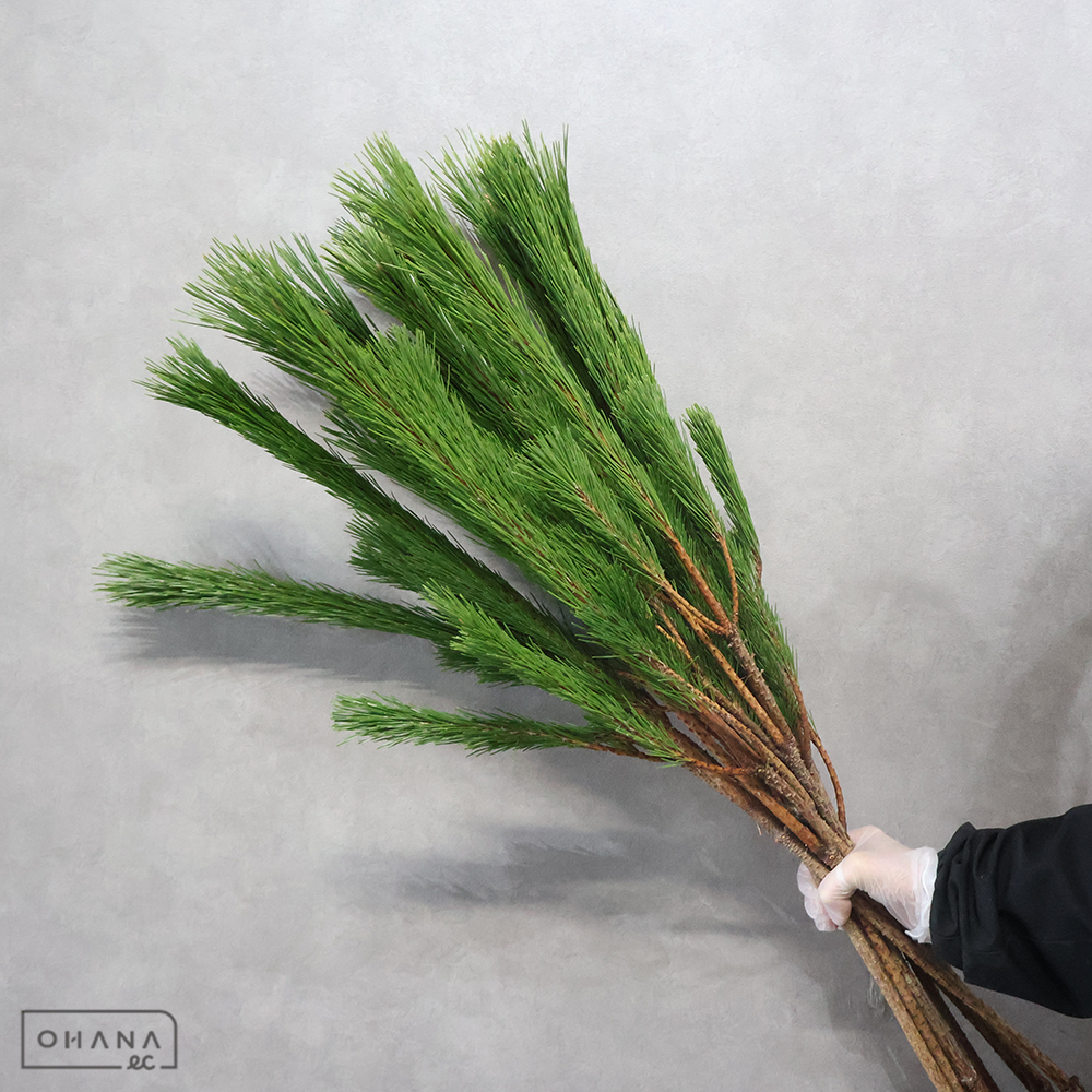 若松　白印　3等 100cm