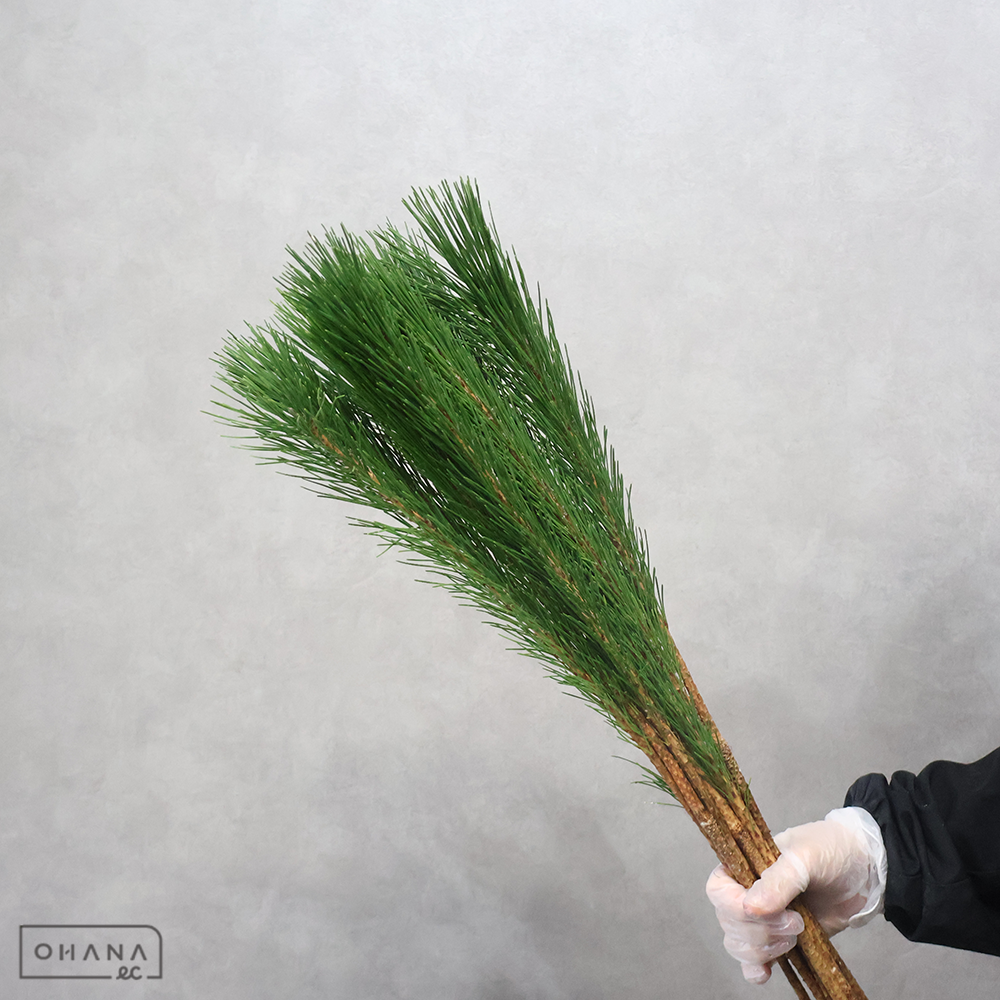 若松　からげ　 約65cm