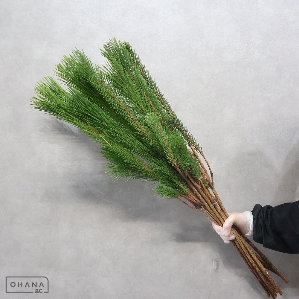 若松　　4等 90cm