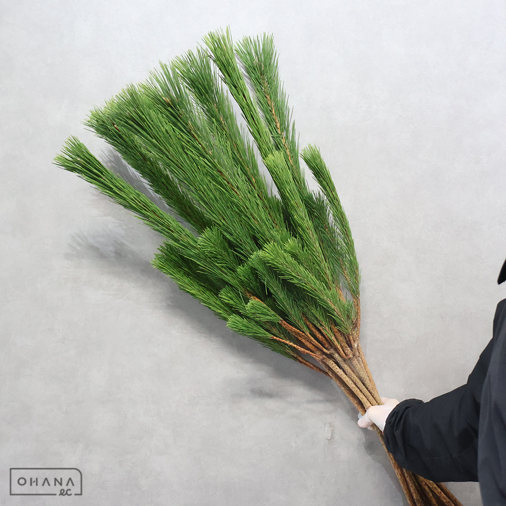 若松　赤　Ｌ 100cm