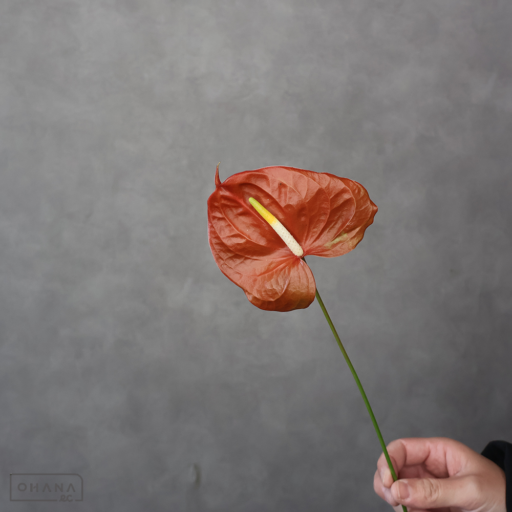 アンスリューム　ティア ※11本束