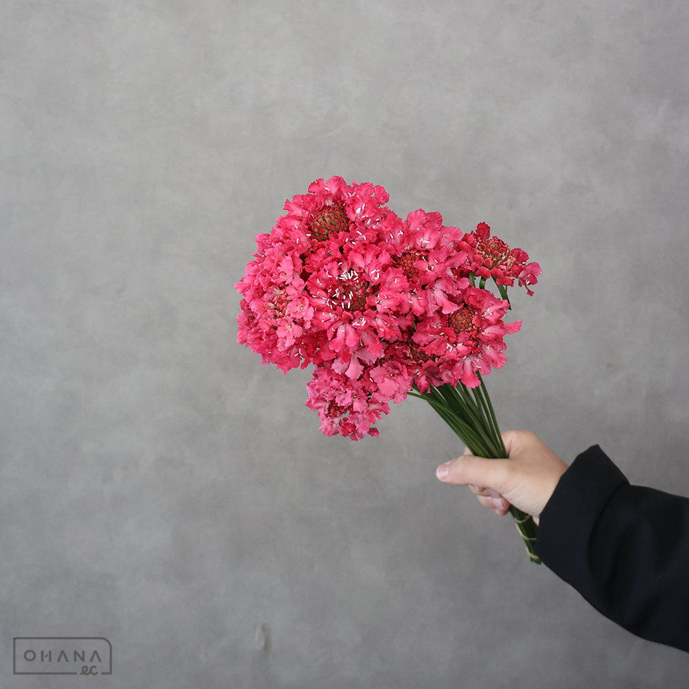 スカピオサ　リン 枝 秀 混合30cm②