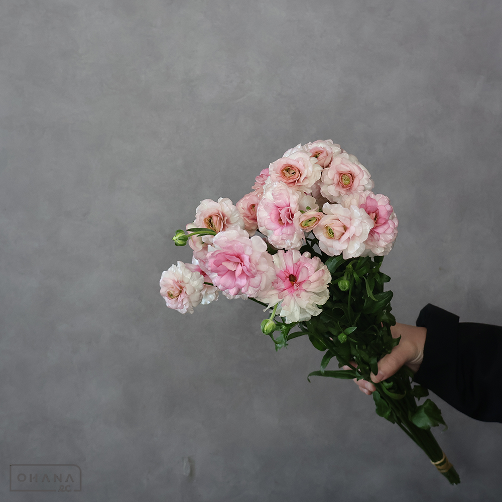 ラナンキュラス　アリアドネ Ａ ２輪 55cm