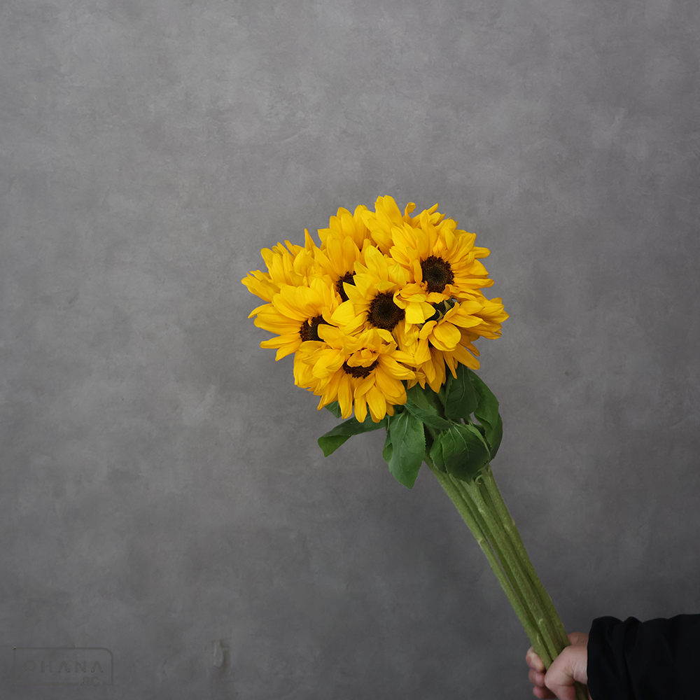 ひまわり　ビンセントタンジェリン 秀 80cm 花径9cm