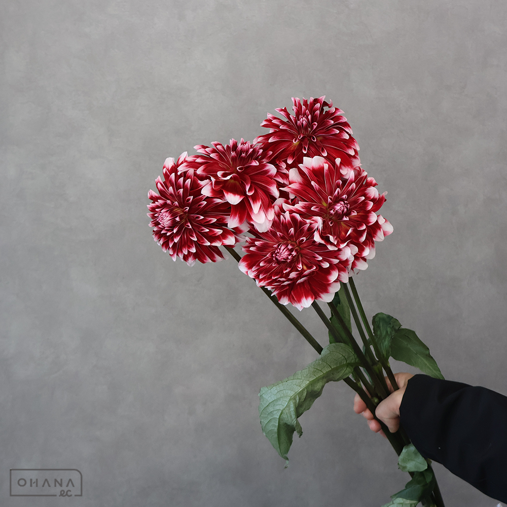 ダリア　ロダン  ※5本束　秀優 60-50