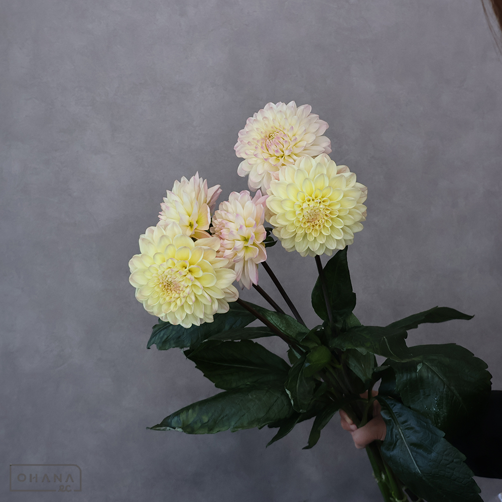 ダリア　クイーン ※5本束　秀 70cm