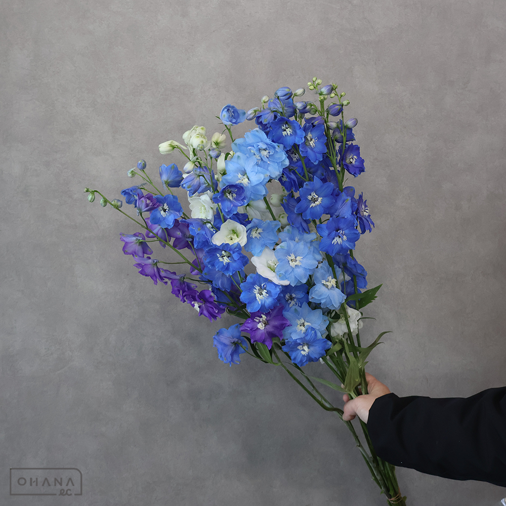 デルフィジャイアント　MIX①　優 80-70