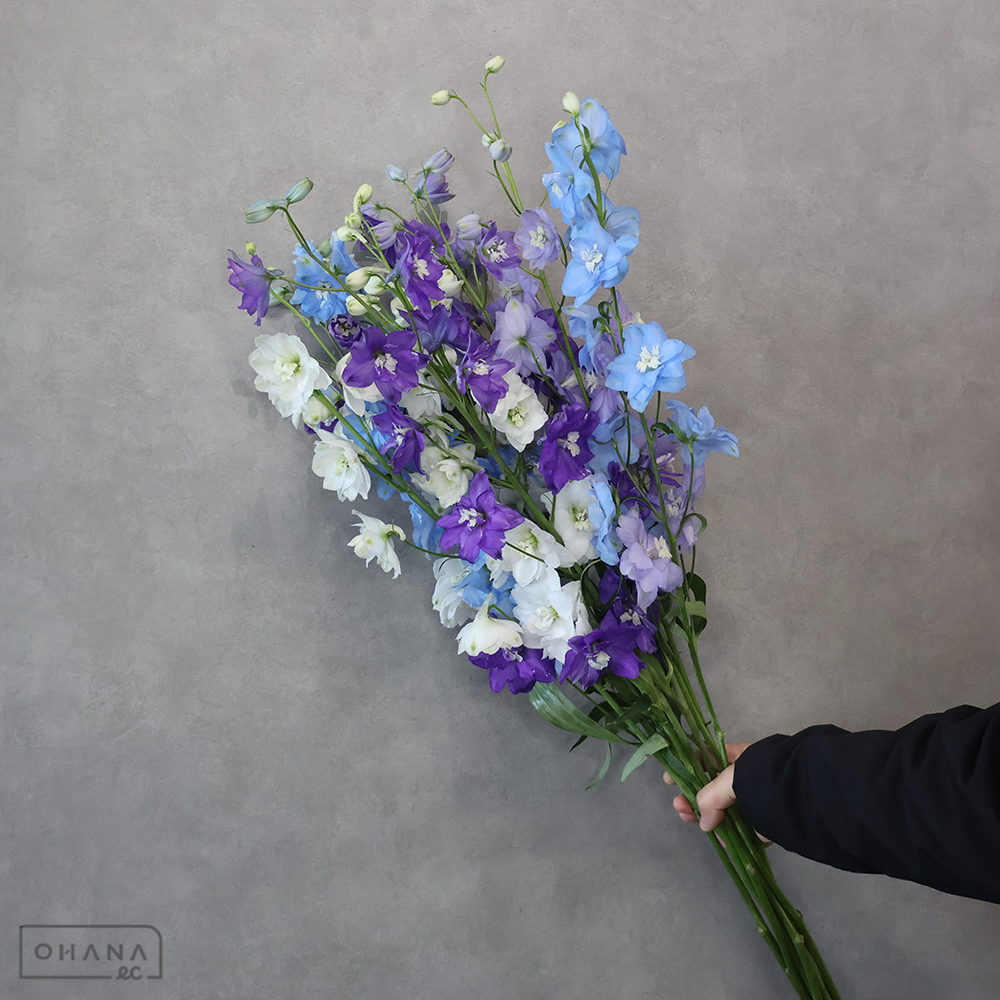 デルフィジャイアント　MIX②　優 80-70