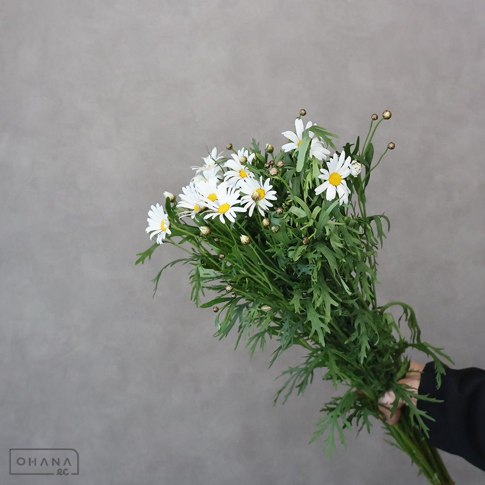 マーガレット白　伊浜ホワイト　秀 60cm