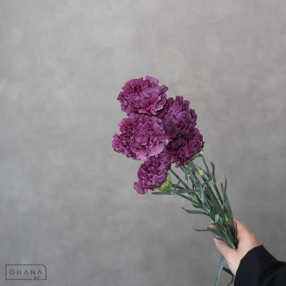 カーネ紫　コバルトスリル ※7本束　 60cm