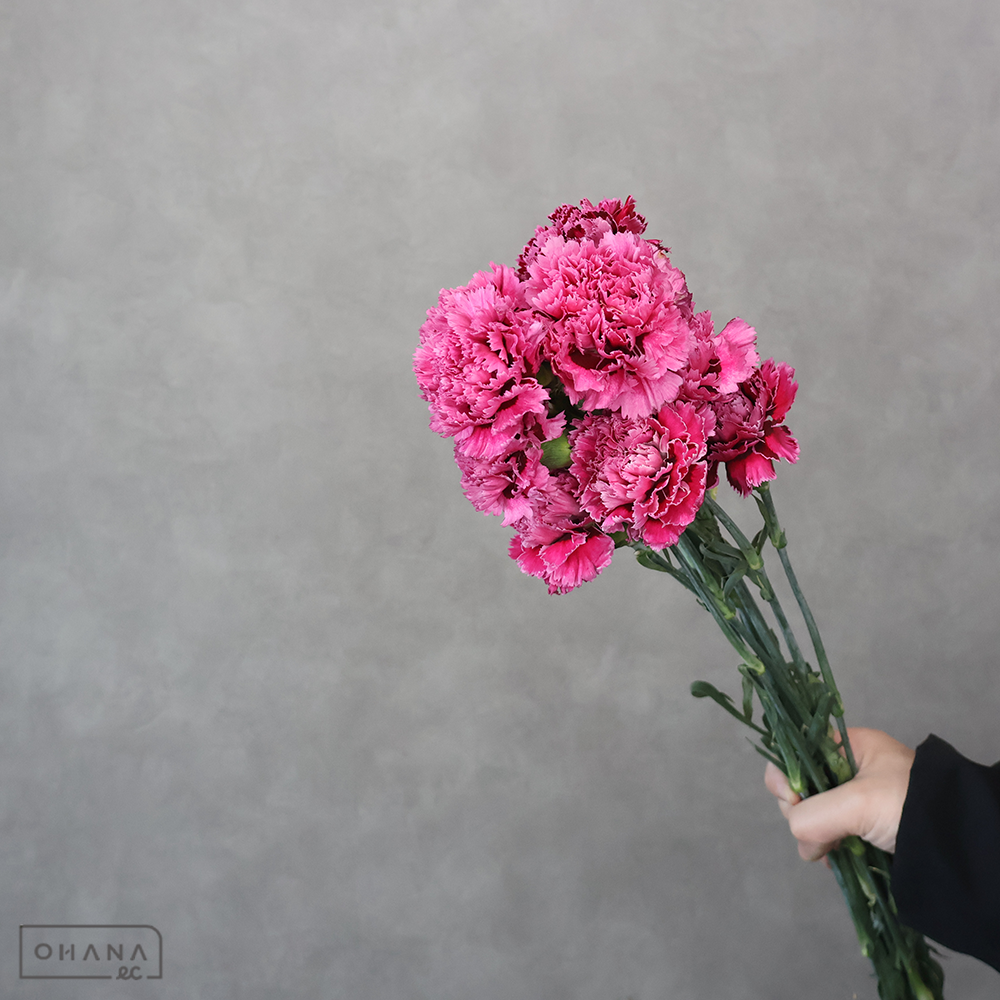 カーネ複色　ノビオサーカス ※15本束　 60cm