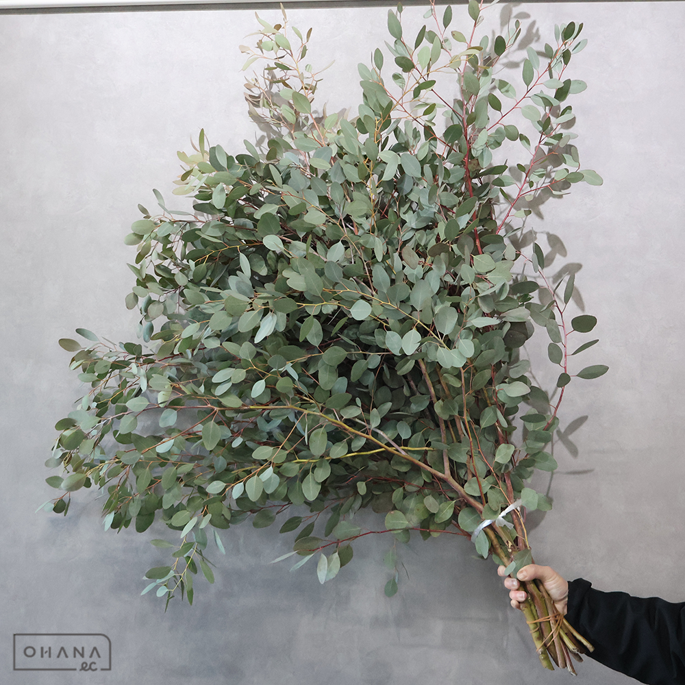 ユーカリ　ユーカリ　大