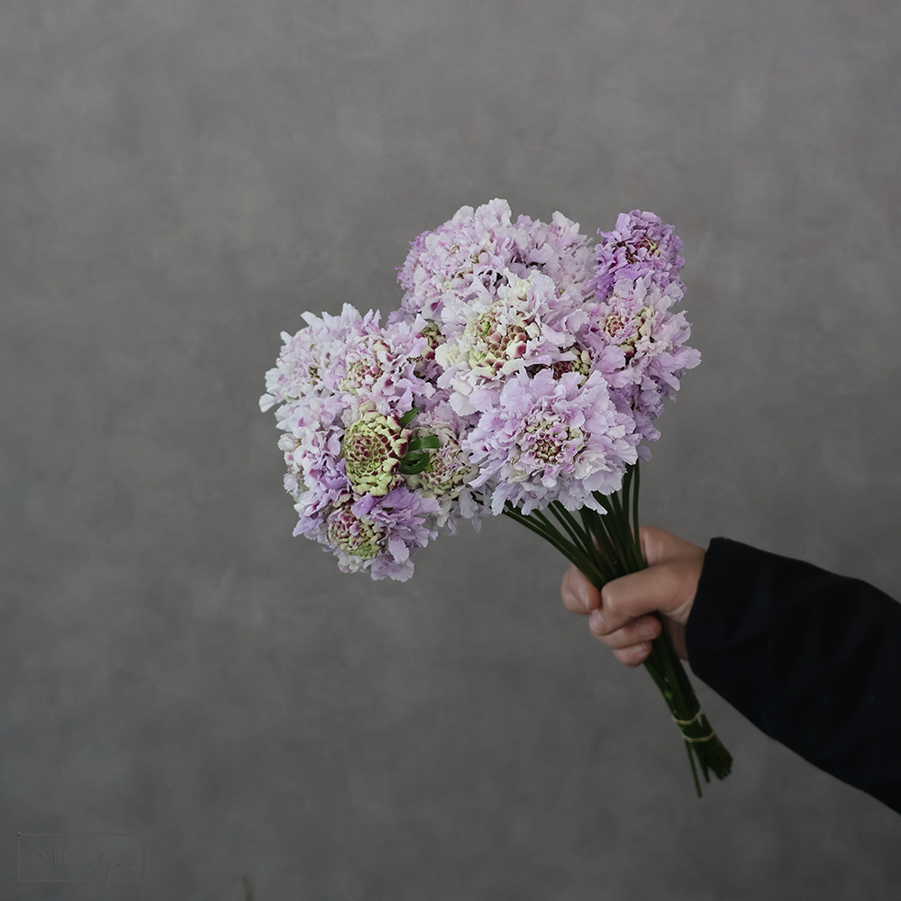 スカビオサ　スカビオサライラック　秀 30-25