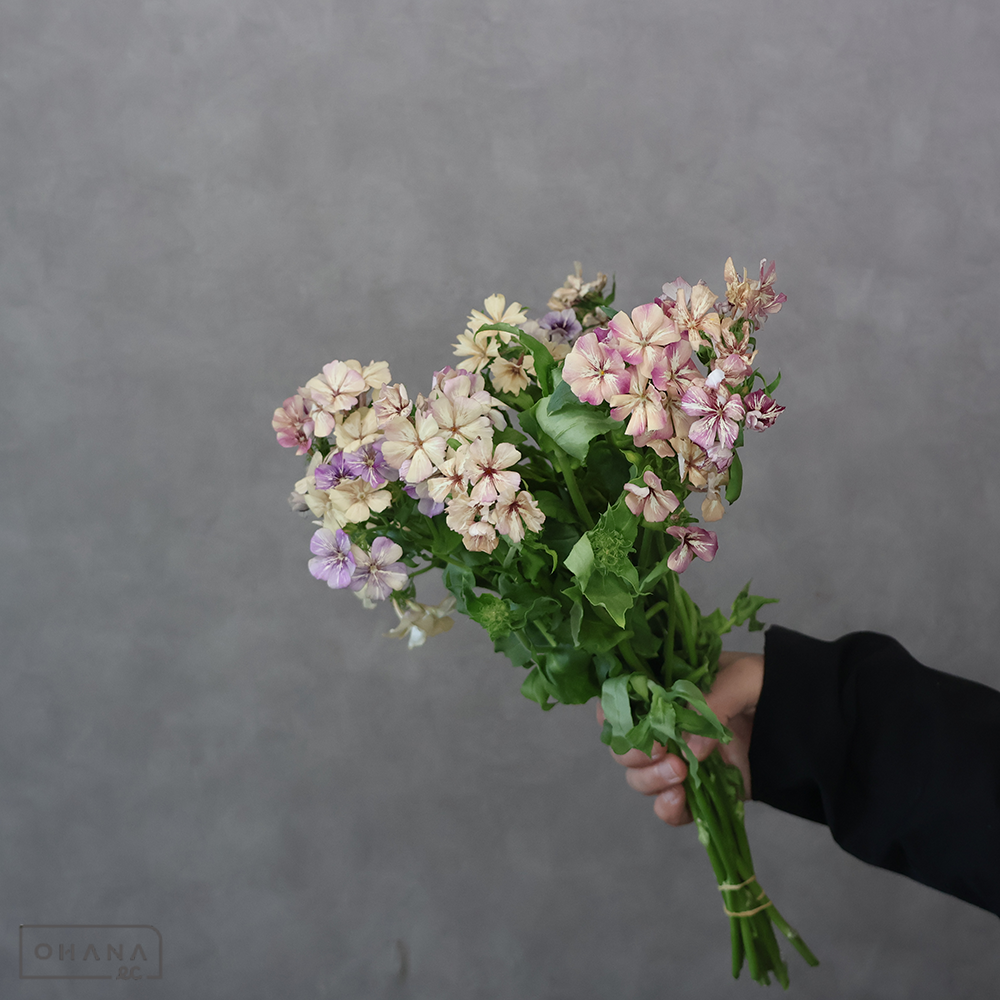 フロックス　クリームブリュレ　秀 30cm