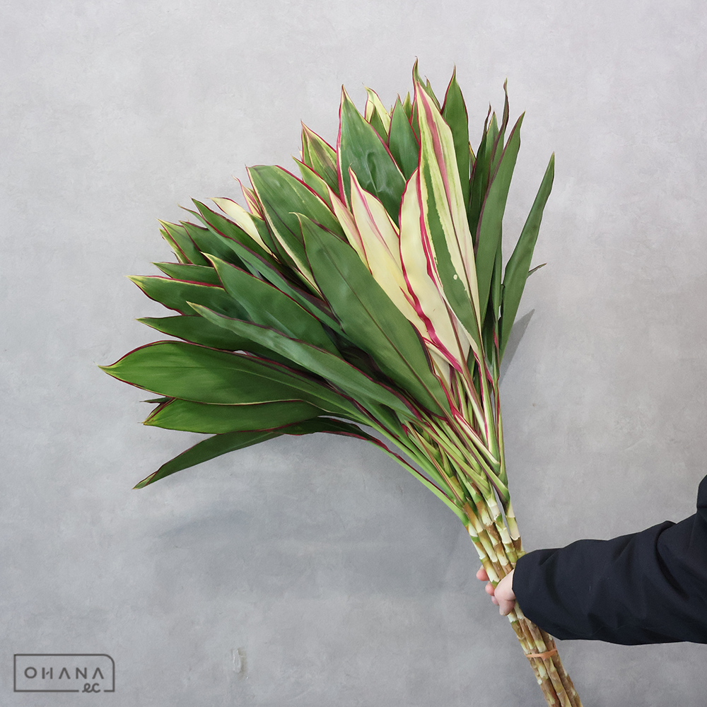 ドラセナ　ニュードリーミー　A2L 699