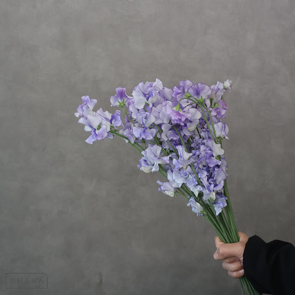 スイトピー  ときめき銀河　2L 4輪