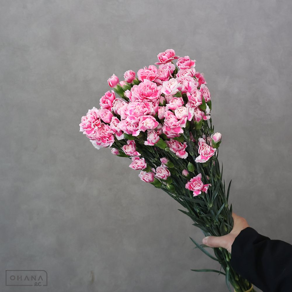 ＳＰカーネ　ＳＰバイカラー①　