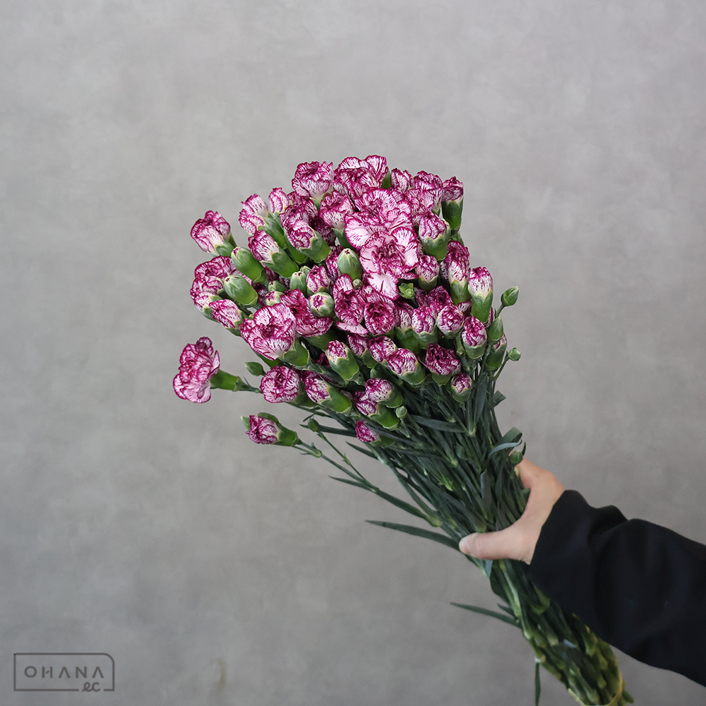 ＳＰカーネ　ＳＰバイカラー②　