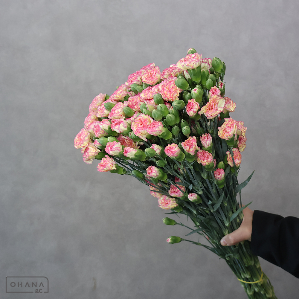 ＳＰカーネ　ＳＰバイカラー③　