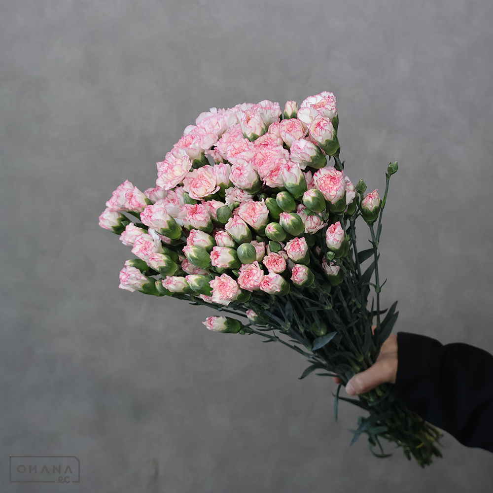 ＳＰカーネ　ＳＰバイカラー④　