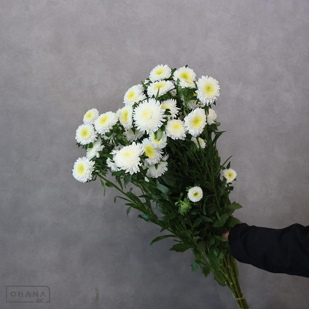 アスター白　マカロンホワイト　秀 80cm