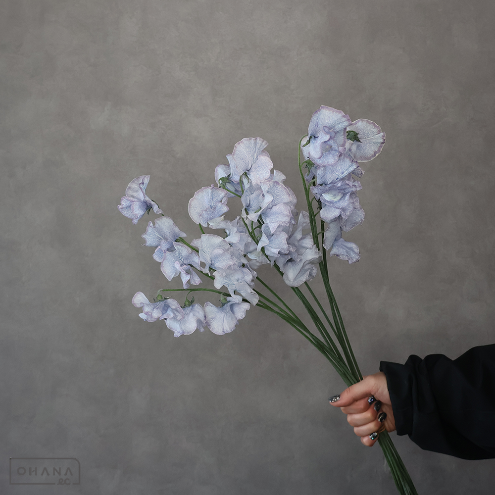 スイトピー　 夜空ノムコウ 3P2L