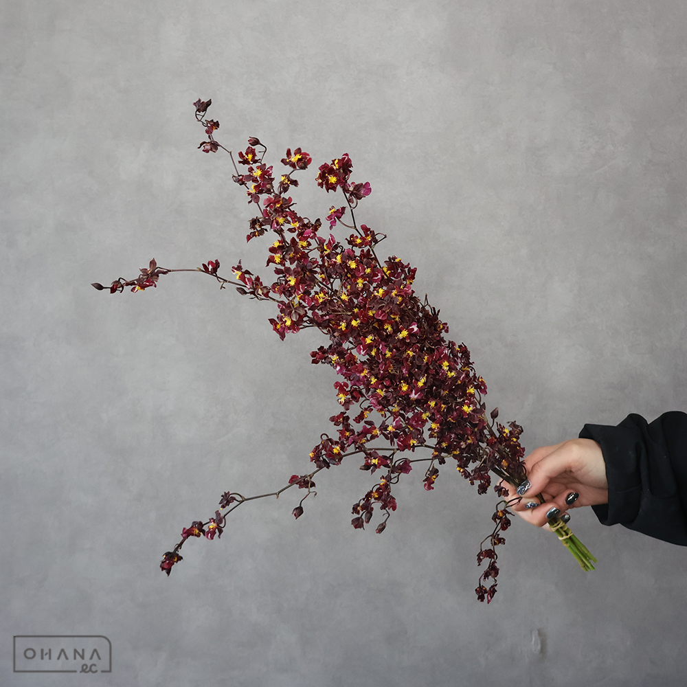 【SALE】オンシジウム オンシジウム 4L ※クレーム対象外