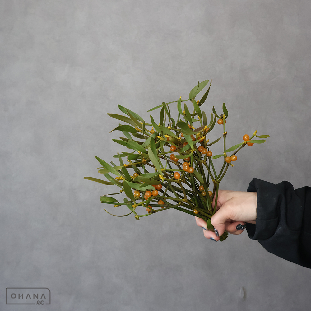 ヤドリギ　25-30cm