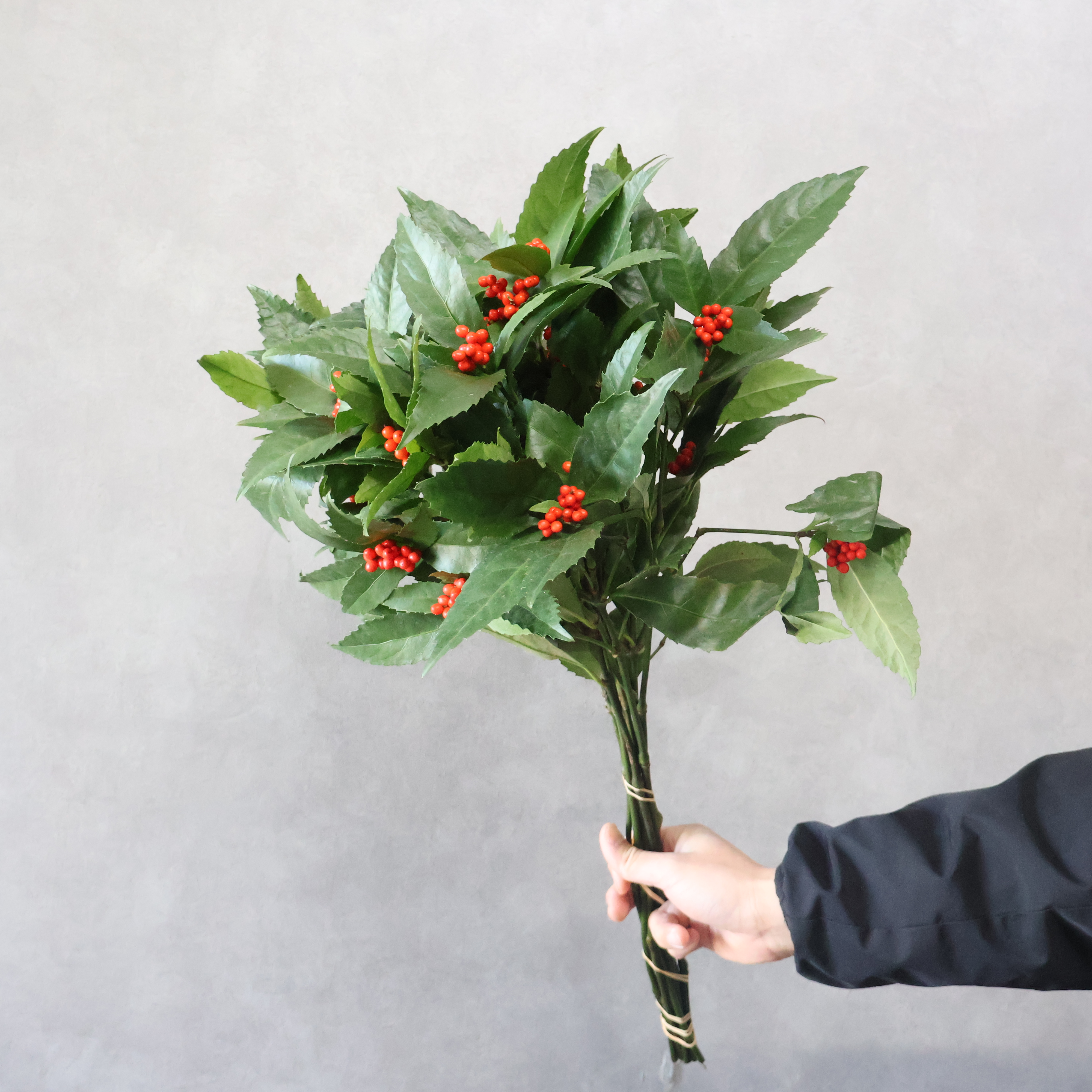 千両　　並 60cm